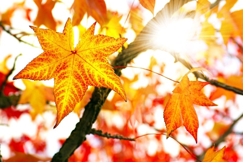 date announced for Autumn Budget 2018 | Accountants in Lewannick | Accountants in Long Rock | Accountants in Millendreath | Accountants in Morval | Accountants in Parkfield | Accountants in Hutton Magna